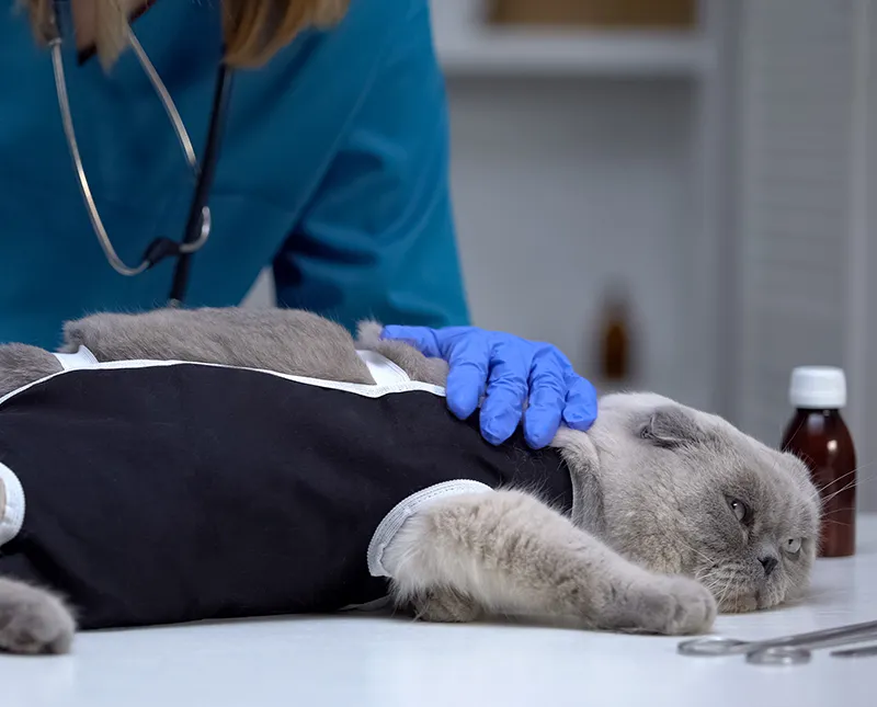 Chirurgie vétérinaire sur un chat