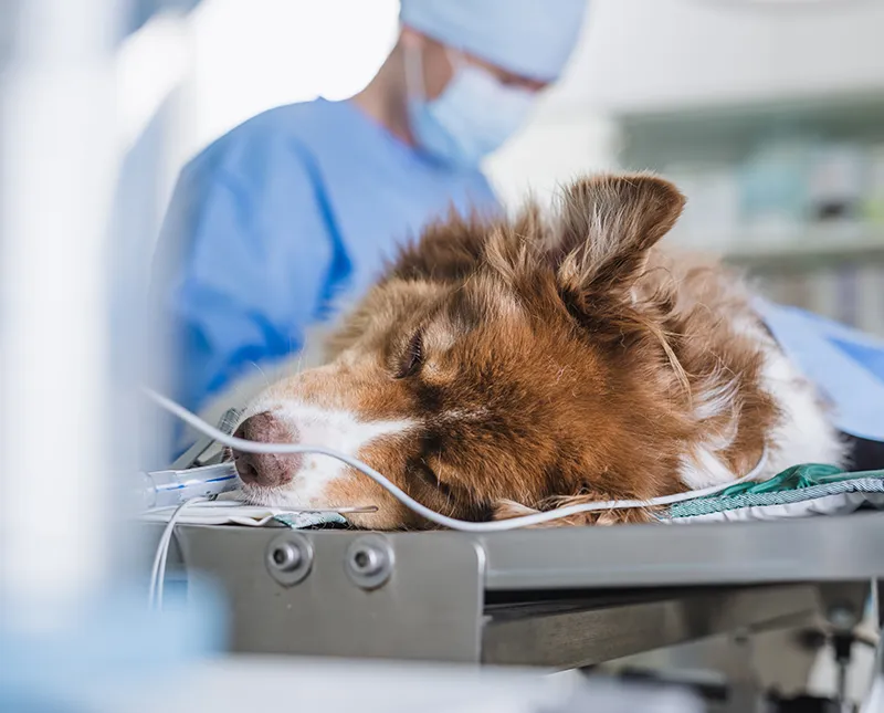 Chirurgie vétérinaire sur un chien