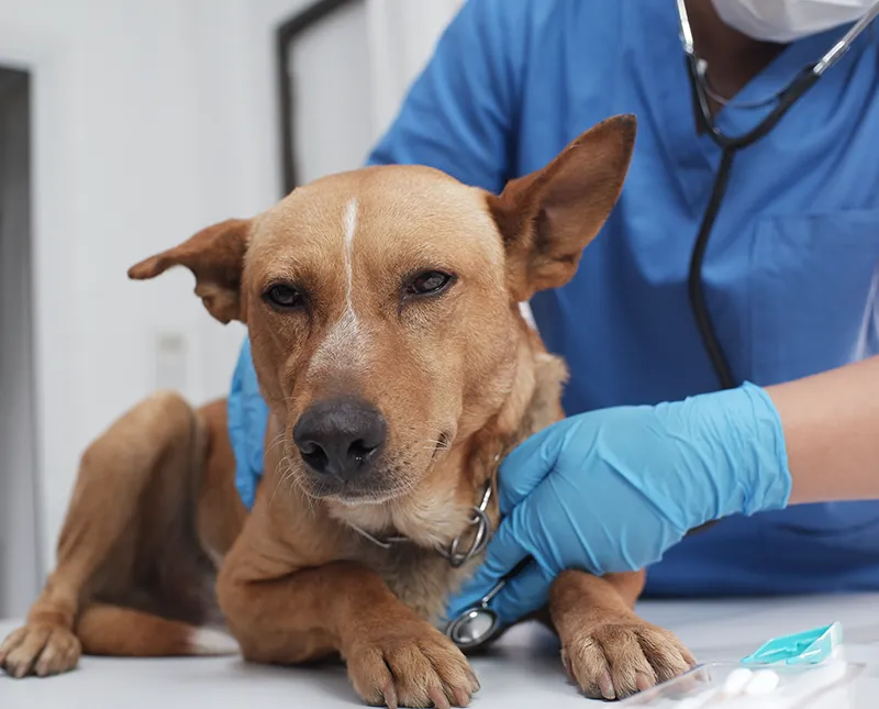 Vétérinaire examinant un chien