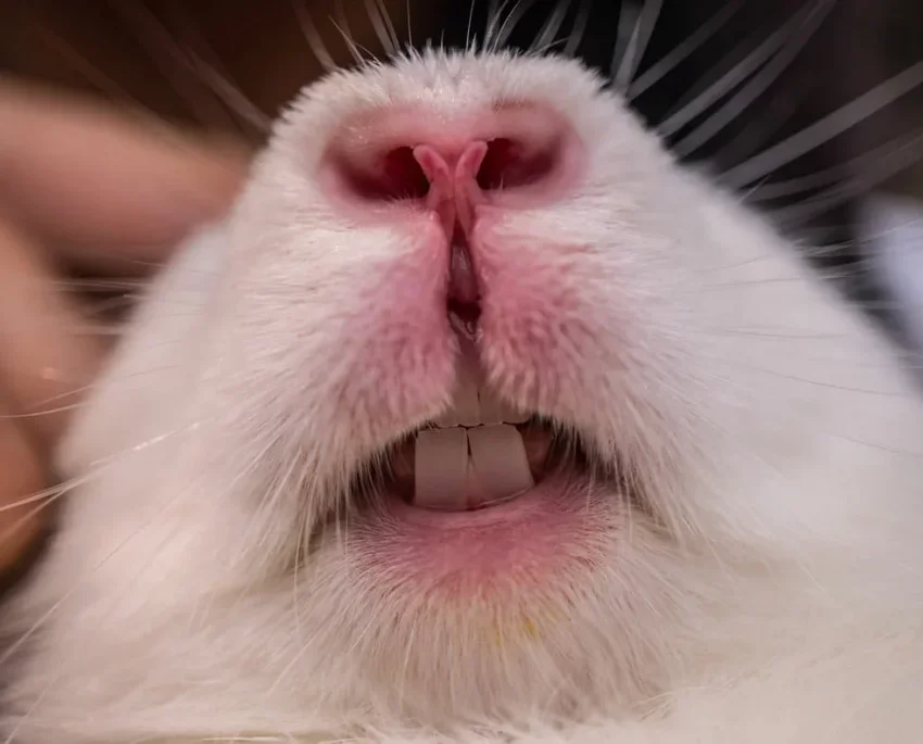 Nos conseils pour entretenir la santé dentaire de votre lapin