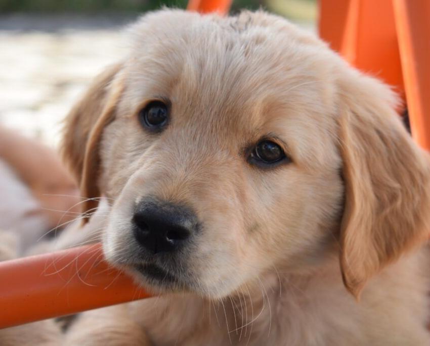 7 erreurs à ne pas faire avec un chiot