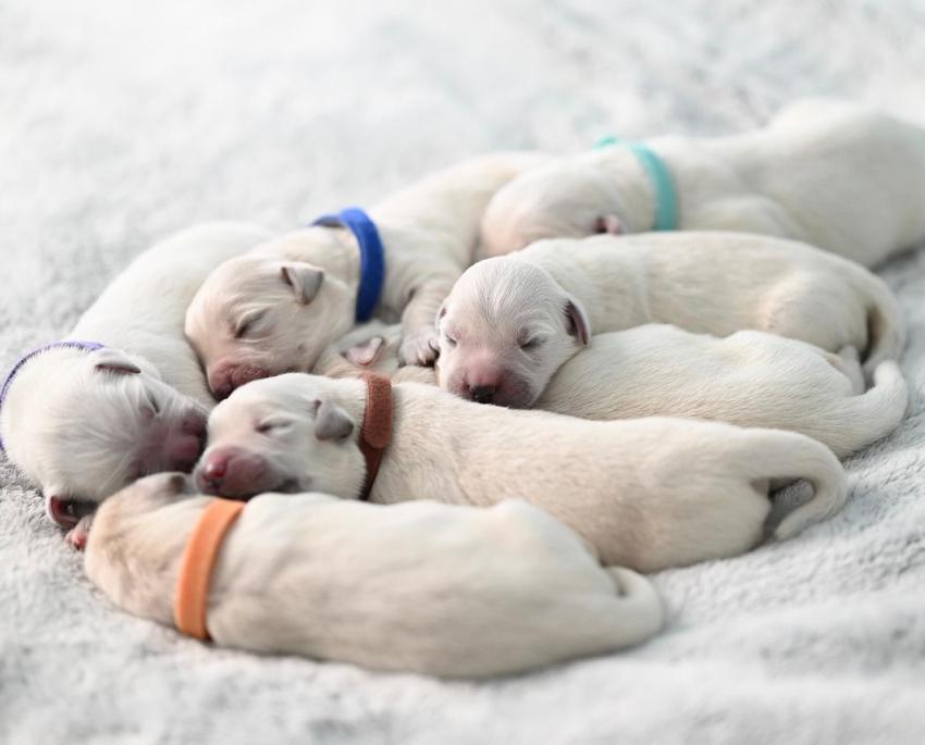 Comment choisir son chien ou son chiot ?