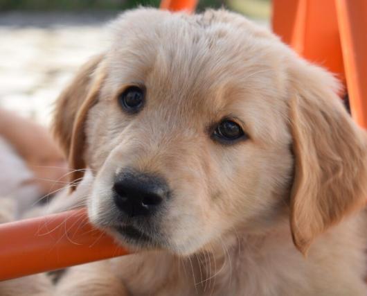 7 erreurs à ne pas faire avec un chiot