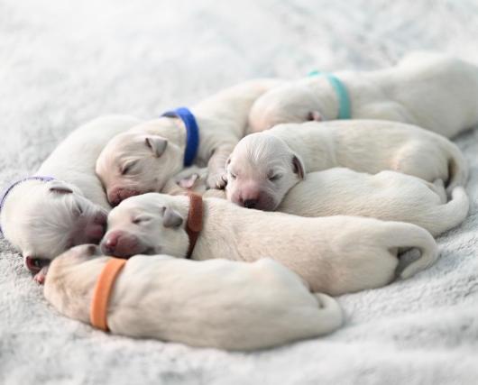 Comment choisir son chien ou son chiot ?
