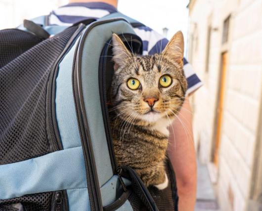 Voyager avec un chat : mission impossible ?